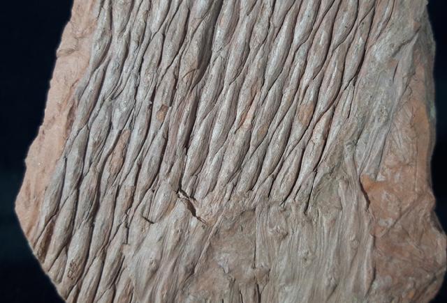 Sigillaria sp. BRONGNIART 1822 - Bild &copy; FossNet FossilienStore